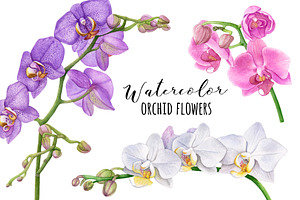 Watercolor orchids