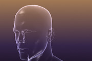 Male And Female Anatomy X-ray Bodies, a Characters & Person 3D Model by VisualCG (Thumbnail 3 of 15)