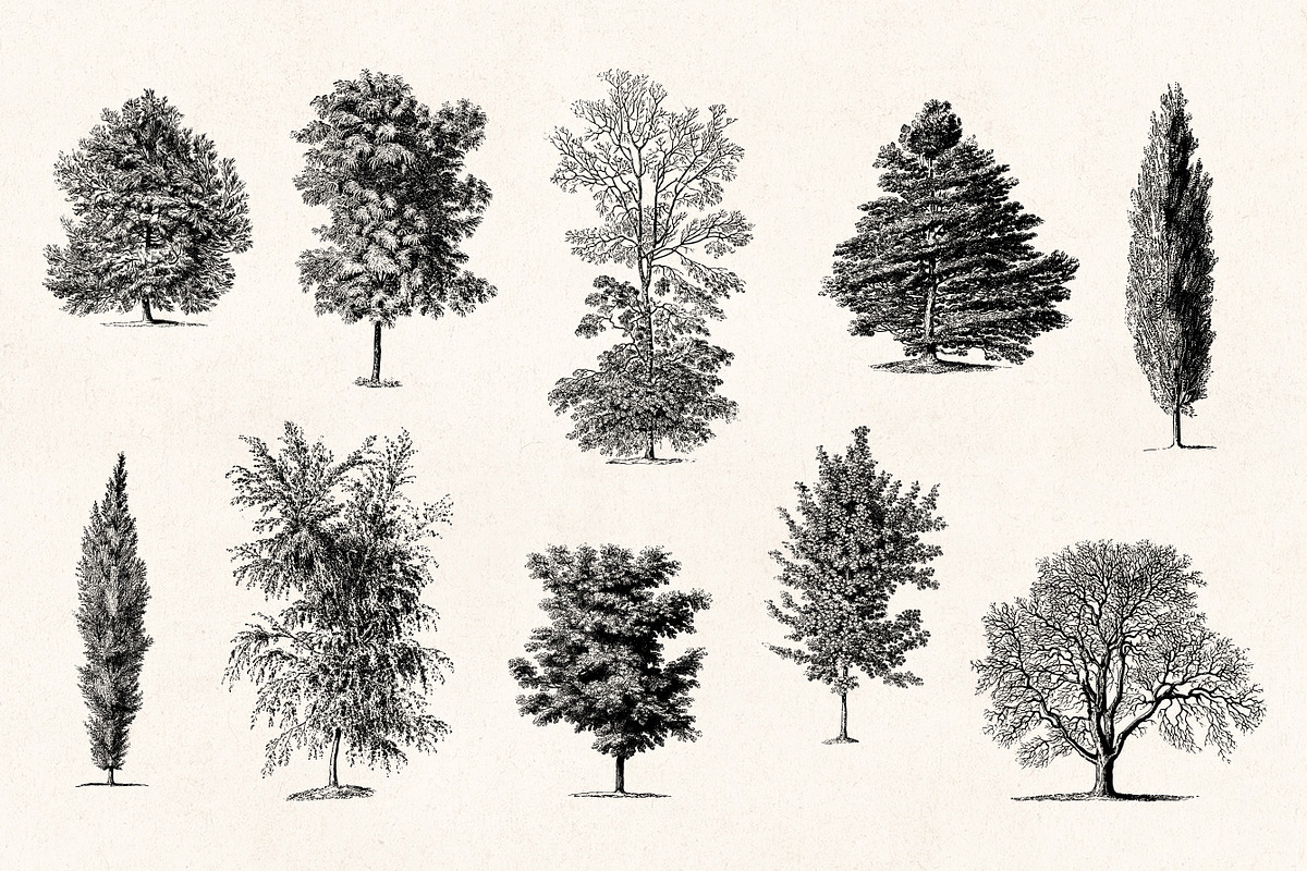 Trees - Vintage Illustrations Set, an Illustration by Graphic Goods (Photo 5 of 10)