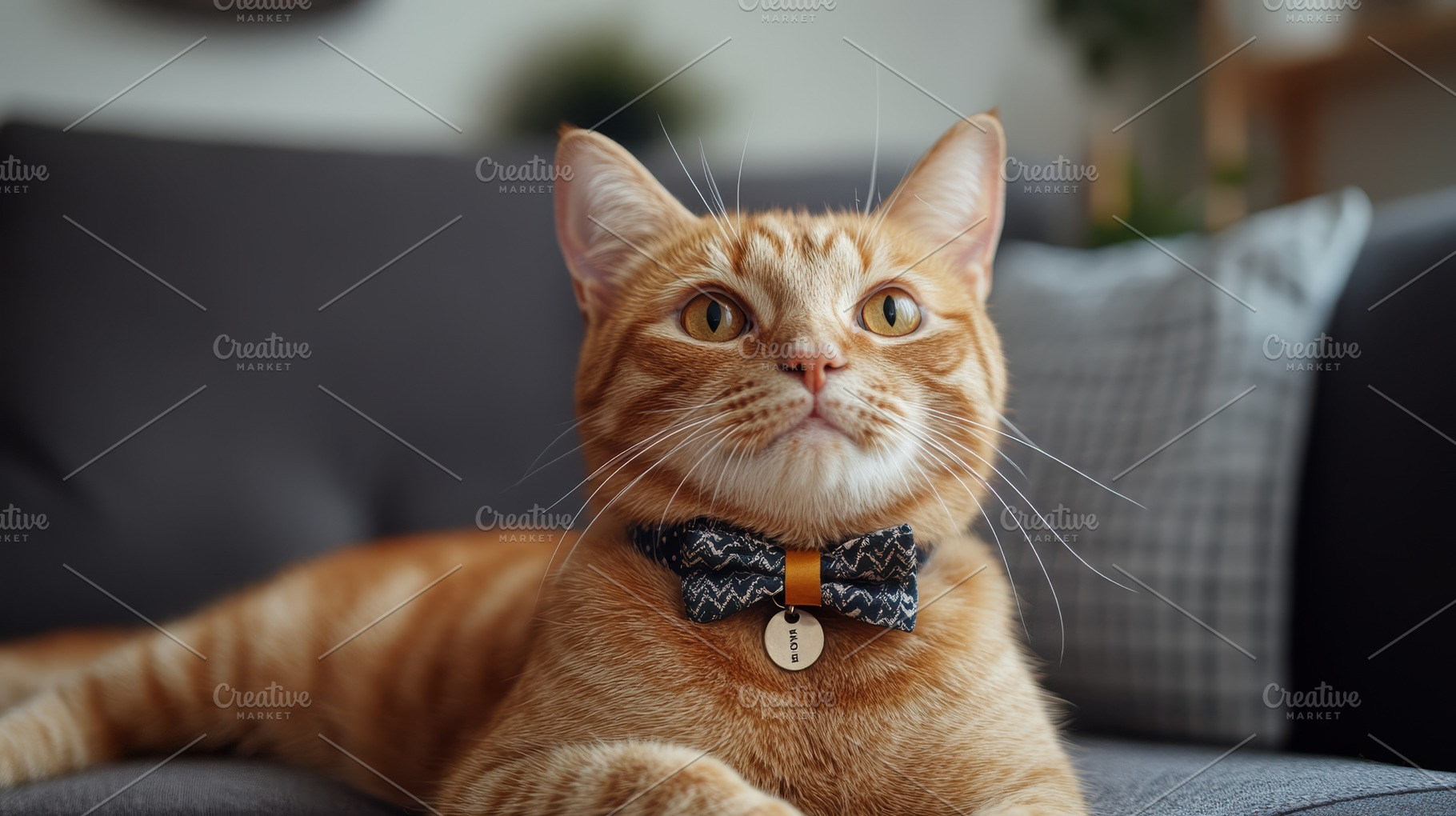 Ginger cat with bow tie lying on sof, an Animal Photo by Pixeness Studio