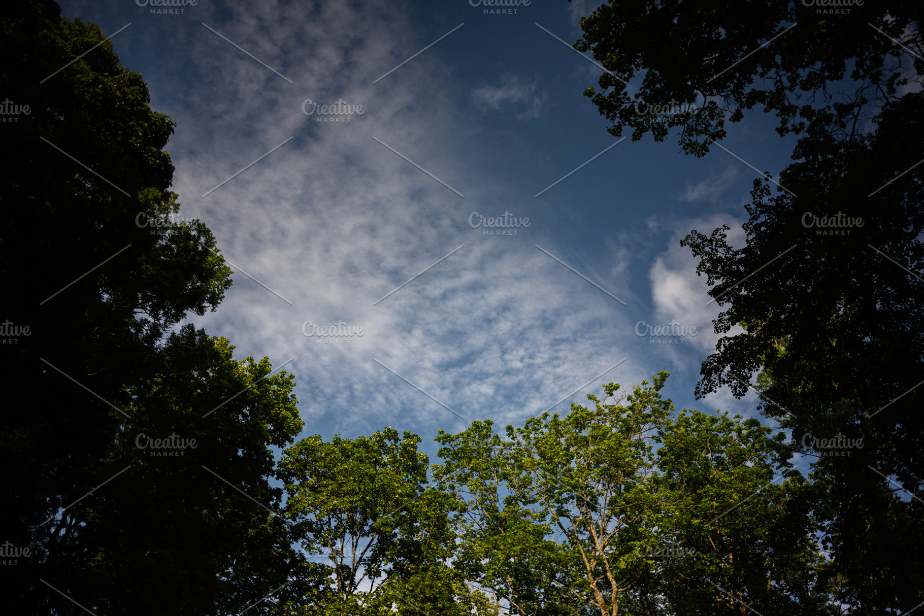 Serene view of a cloudy sky framed by lush green tree tops, a Person Photo by AS photostudio