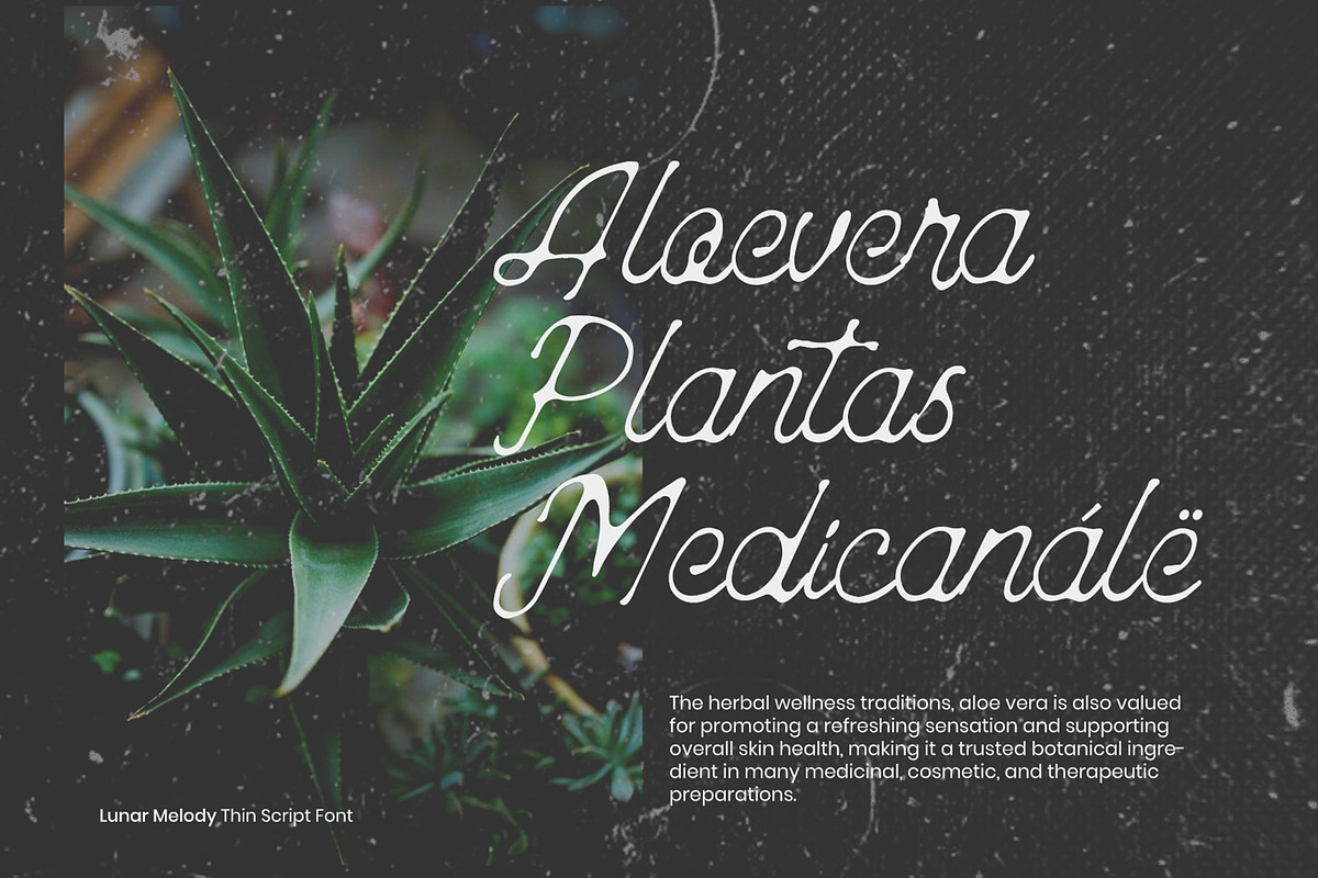 Lunar Melody, a Script Font by Rasiorise Studio (Photo 4 of 12)