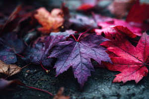 Colorful autumn leaves on the ground, a Photo by Beautiful things