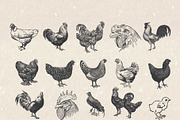 Vintage Chicken Illustrations Vector, an Animal Illustration by Seaquint (Thumbnail 2 of 3)