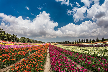 The garden buttercups growing bright stripes, a Nature Photo by kavram