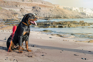 Rottweiler breed dog in the beach