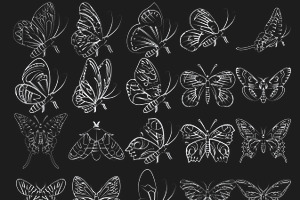 Butterfly Outlines Set 2 Procreate