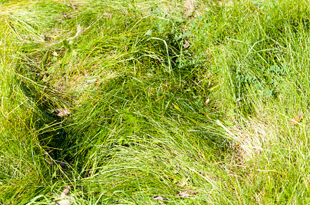 green grass in summer, a Nature Photo by MyPhotos