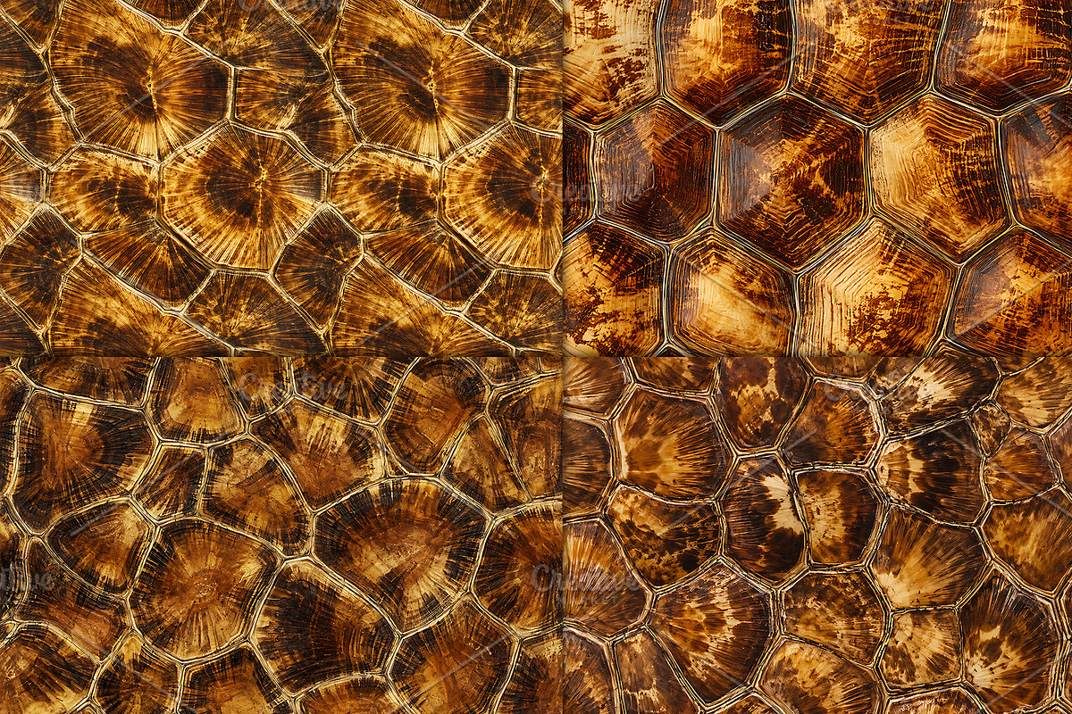 Tortoise Shell Texture Pattern, a Pattern Graphic by Artonix (Photo 2 of 3)
