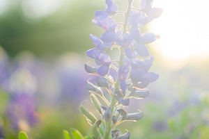 Bluebonnet in the sun 1 featuring bluebonnet, flower, and blue