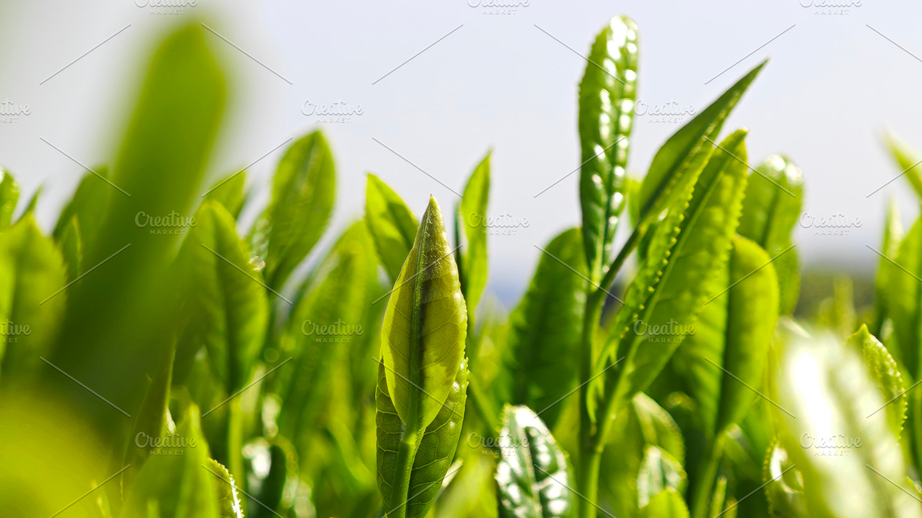 Fresh young tea leaves, symbolizing organic farming, natural ing, a Photo by salmon.black