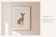 British Wildlife Species Set - PNGs, an Animal Illustration by LaurenFittonIllustration (Thumbnail 5 of 10)