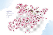 Cherry Blossoms clip art watercolor, an Illustration by Alena Sid (Thumbnail 3 of 16)