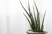 Living with Plants Photo Bundle, a Nature Photo by Wellness Stock Market (Thumbnail 7 of 11)