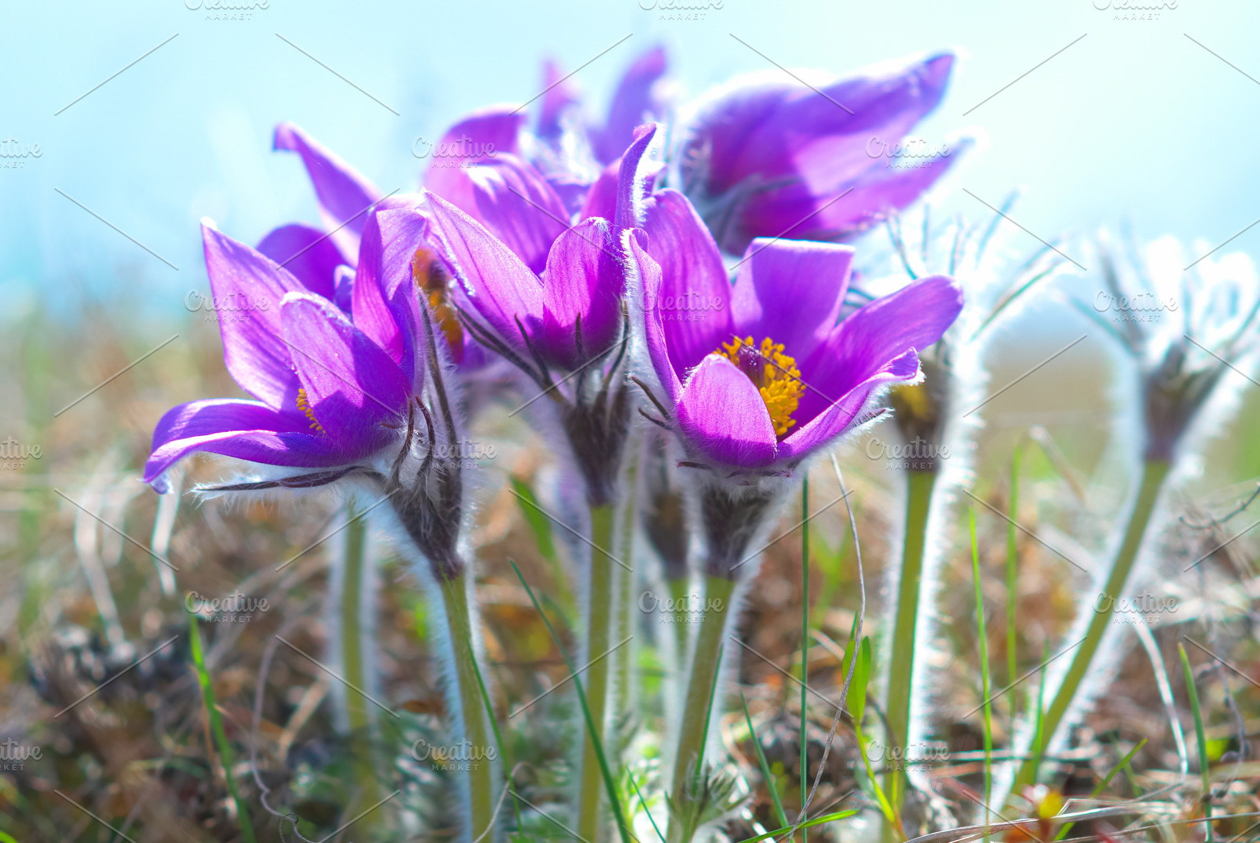 Landscape with spring flowers, a Nature Photo by Vapi