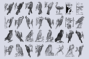 Birds of the World Illustrations, an Animal Illustration by Nomad Visuals (Thumbnail 7 of 12)