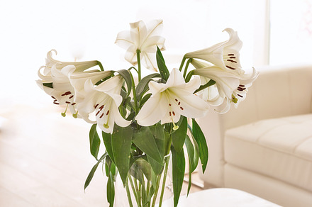White lily flower, a Photo by Peopleimages.com