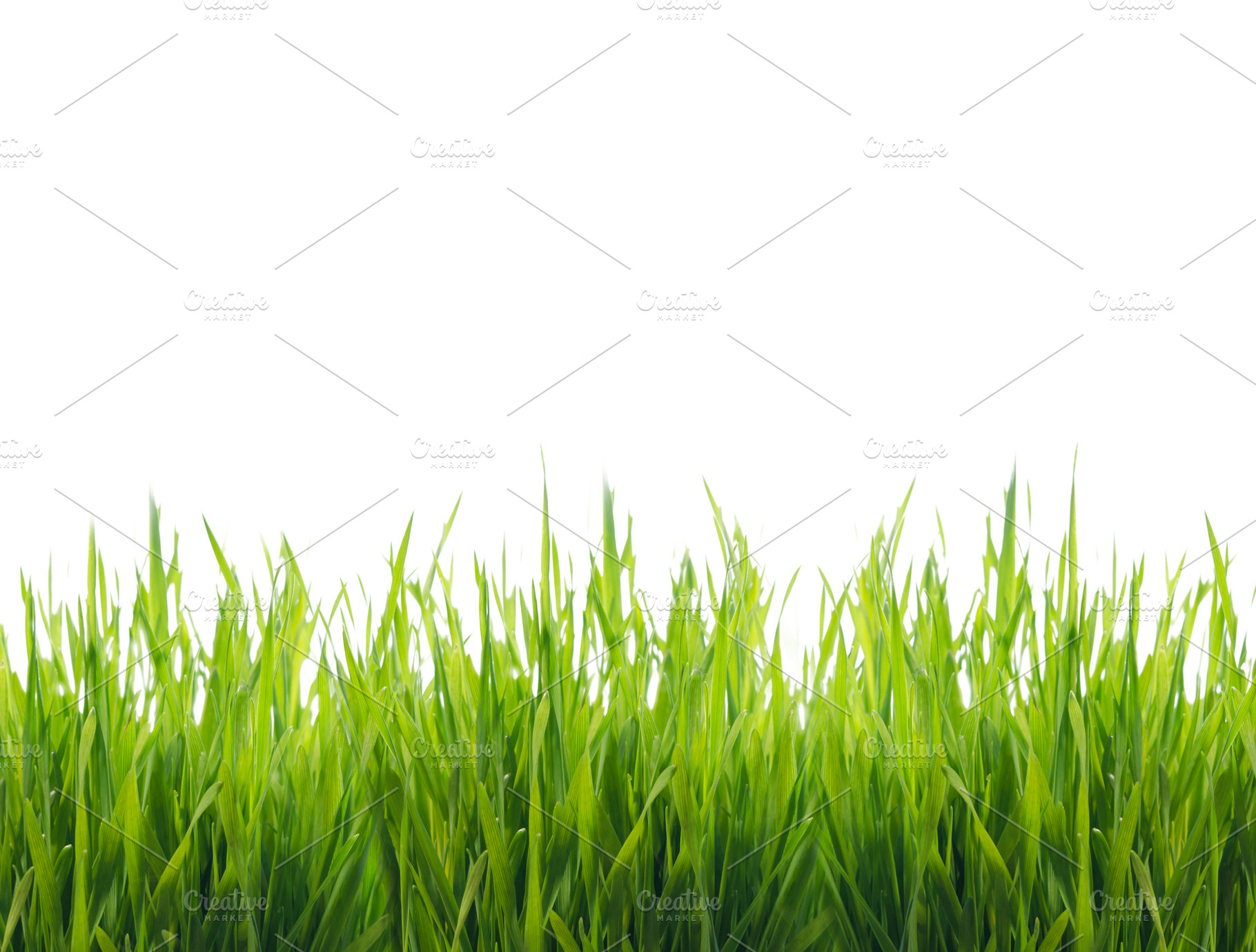 Isolated green grass on white, a Background Photo by hitdelight