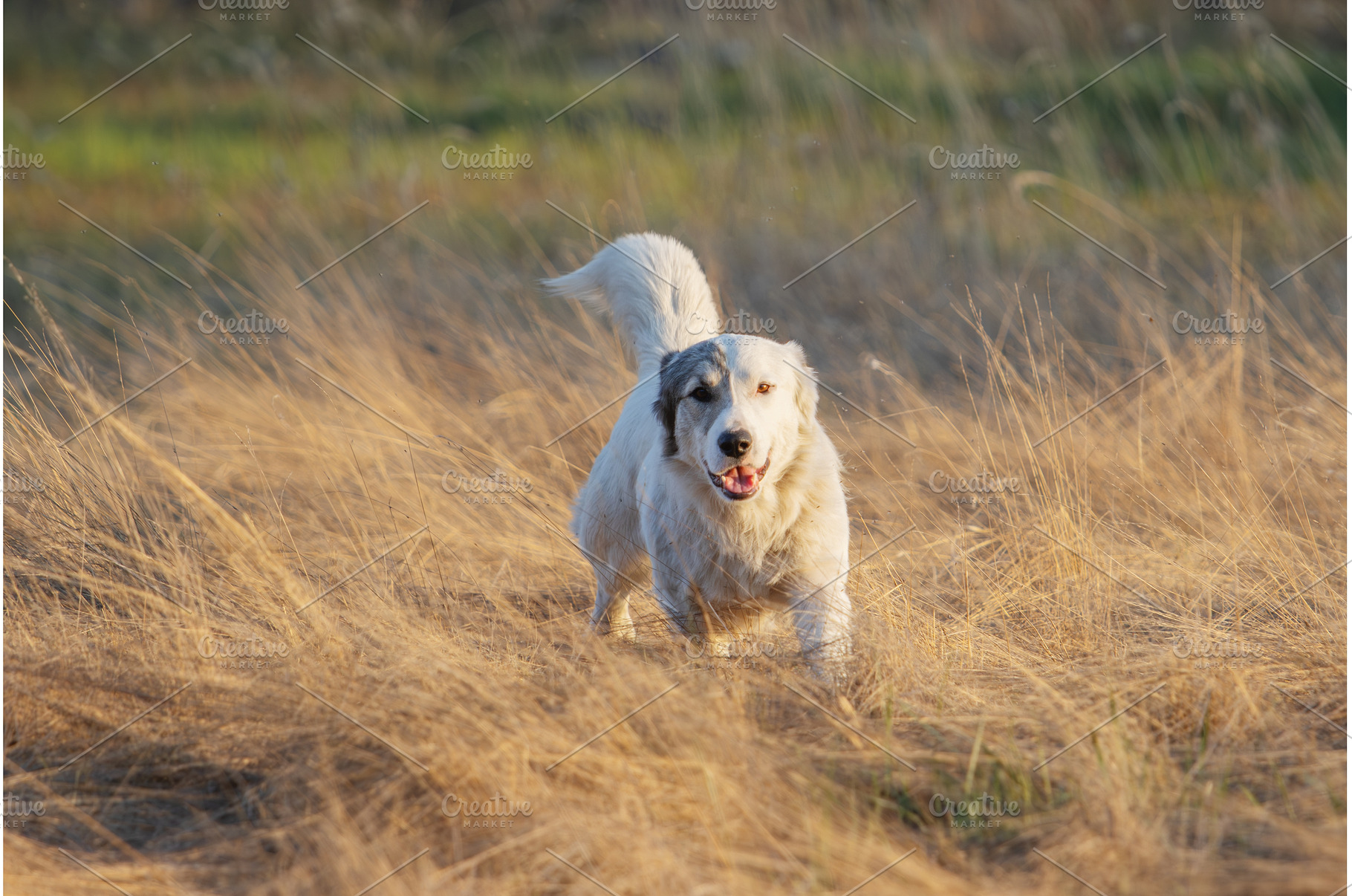 Happy white mixed breed dog running, an Animal Photo by Pakosta