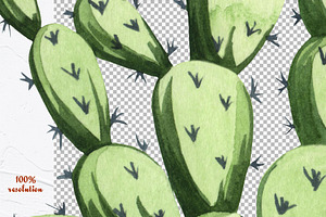 Cactus Watercolor Clipart. Succulent