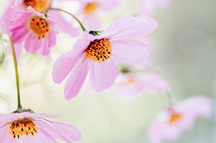 Cosmea bouquet stock photo containing flower and rose, a Nature Photo by OlgaPilnik