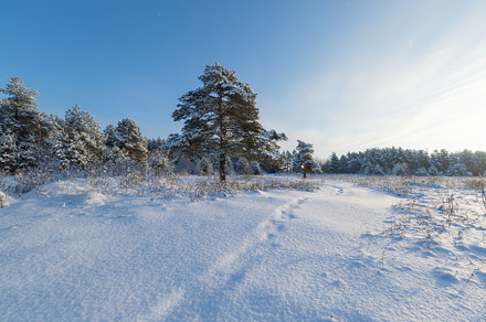 Pine forest in winter sunny day stock photo containing tree and forest, a Nature Photo by oleghz