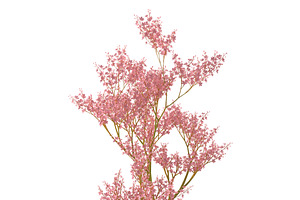 Filipendula Rubra