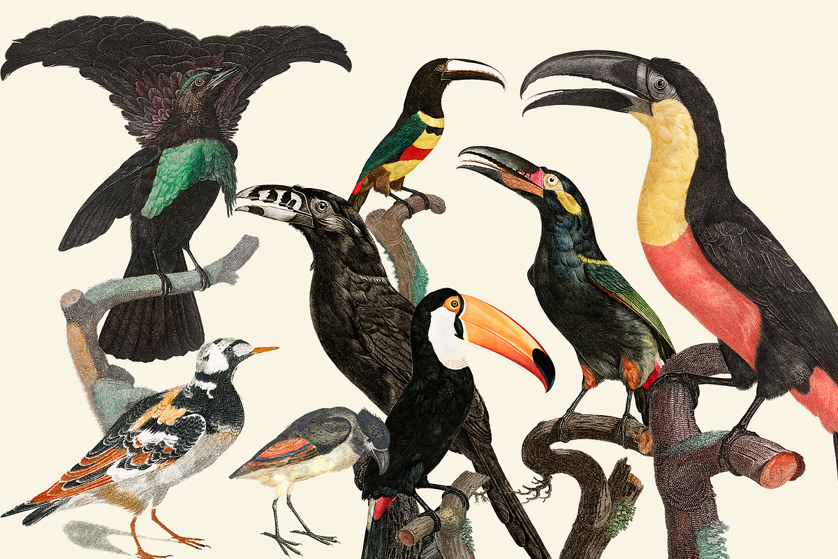 Black Birds Collection, an Animal Illustration by Lilithcollageart (Photo 3 of 7)