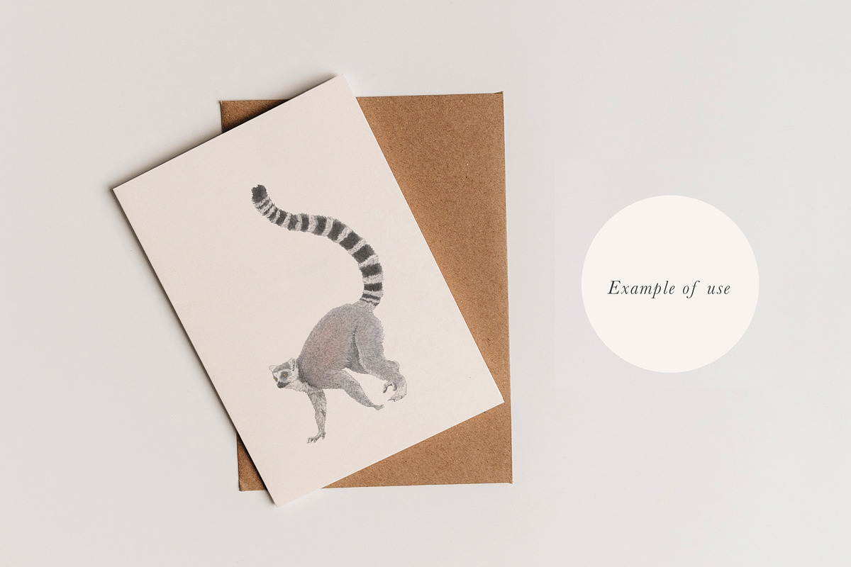 Ring-Tailed Lemur Illustration - PNG, an Animal Illustration by LaurenFittonIllustration (Photo 4 of 8)