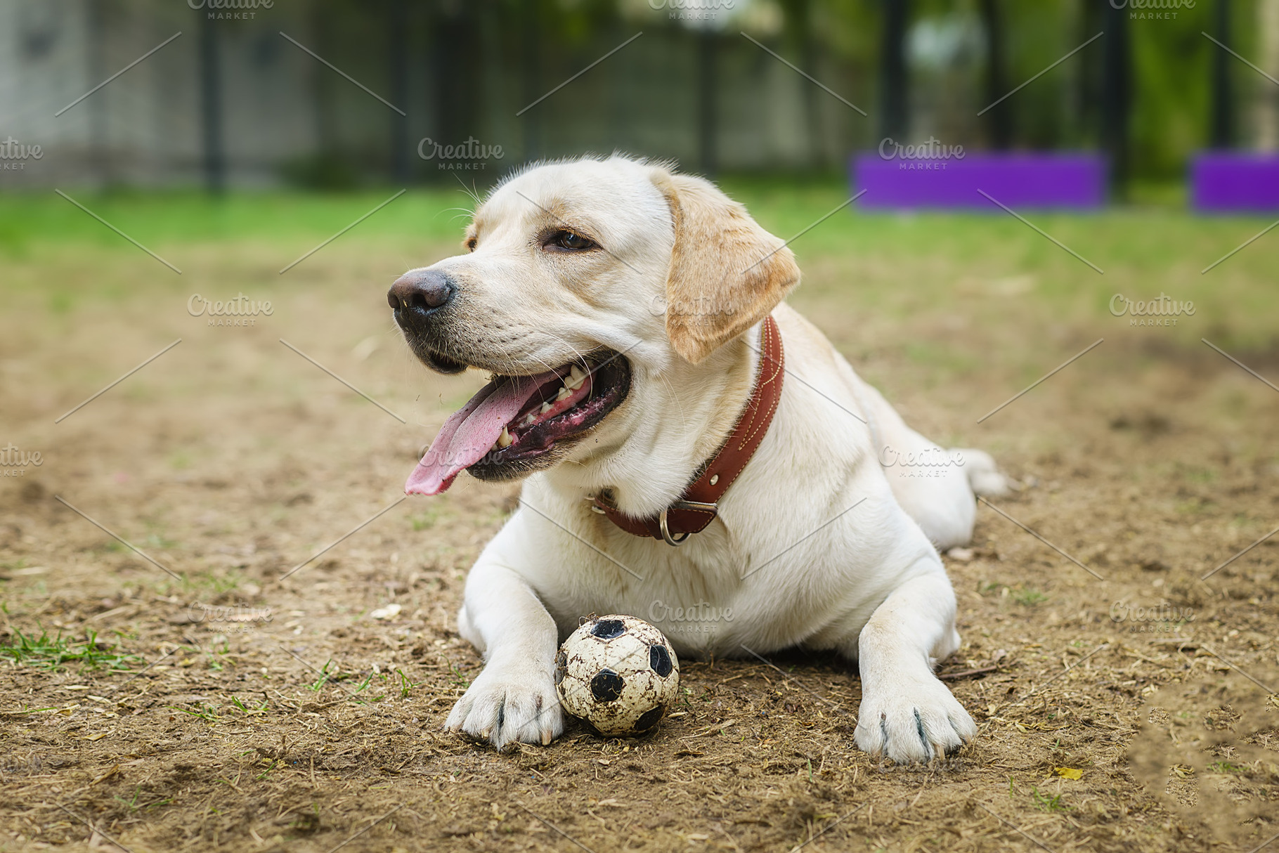dog labrador retriever fawn color in, an Animal Photo by AlexBush