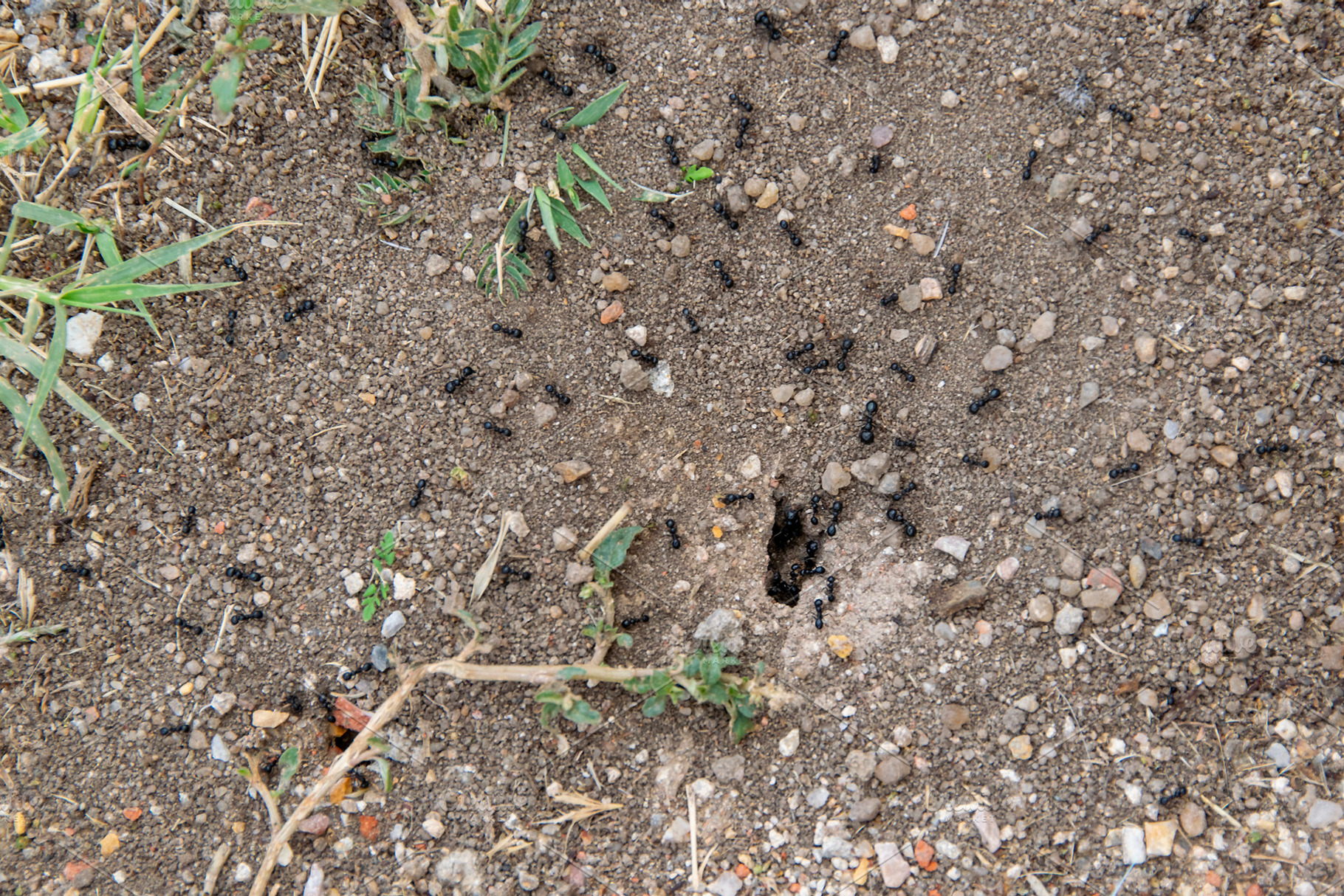 Ants crawling on sandy soil surface, an Animal Photo by DanFLCreativo