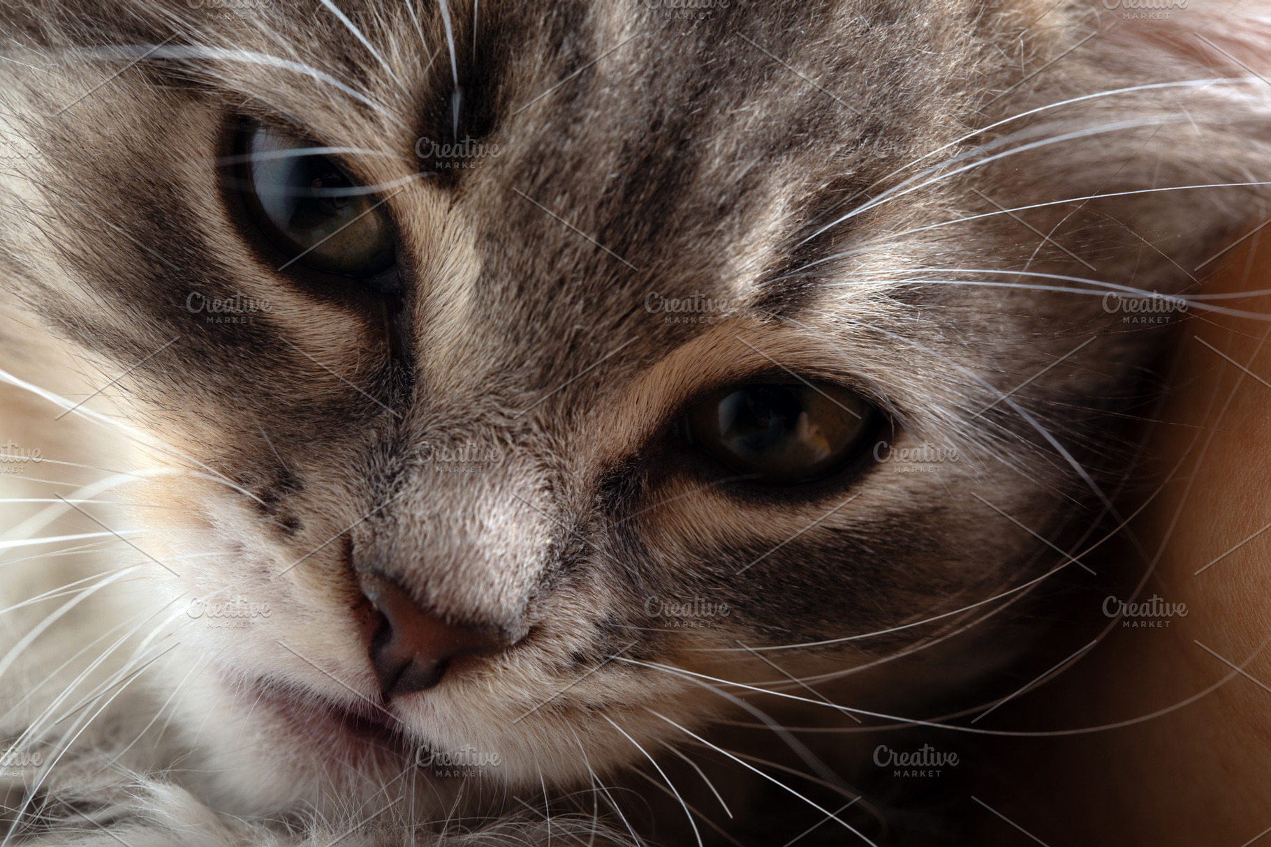 Detailed close-up of a cat's face with expressive eyes and soft fur, capturing, an Animal Photo by Ales Munt