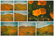California Poppies Photo Bundle, a Nature Photo by Megs Lang (Thumbnail 6 of 6)