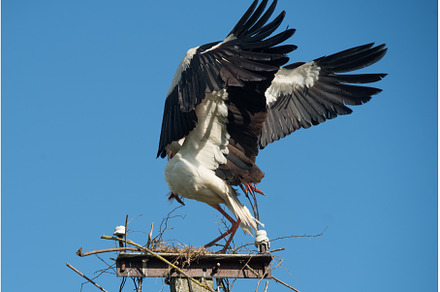 Two white storks in the nest against, an Animal Photo by COLORFUL