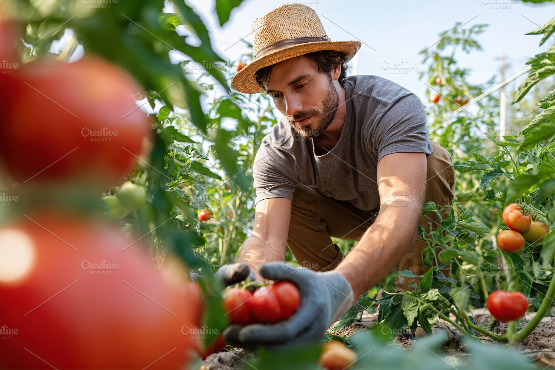 Man harvesting ripe tomatoes in an organic vegetable garden on a sunny day, a Food & Drink Photo by AlyaAnd