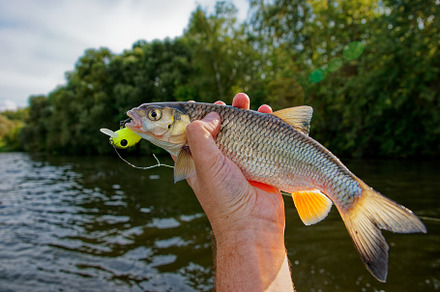 Chub in fisherman's hand