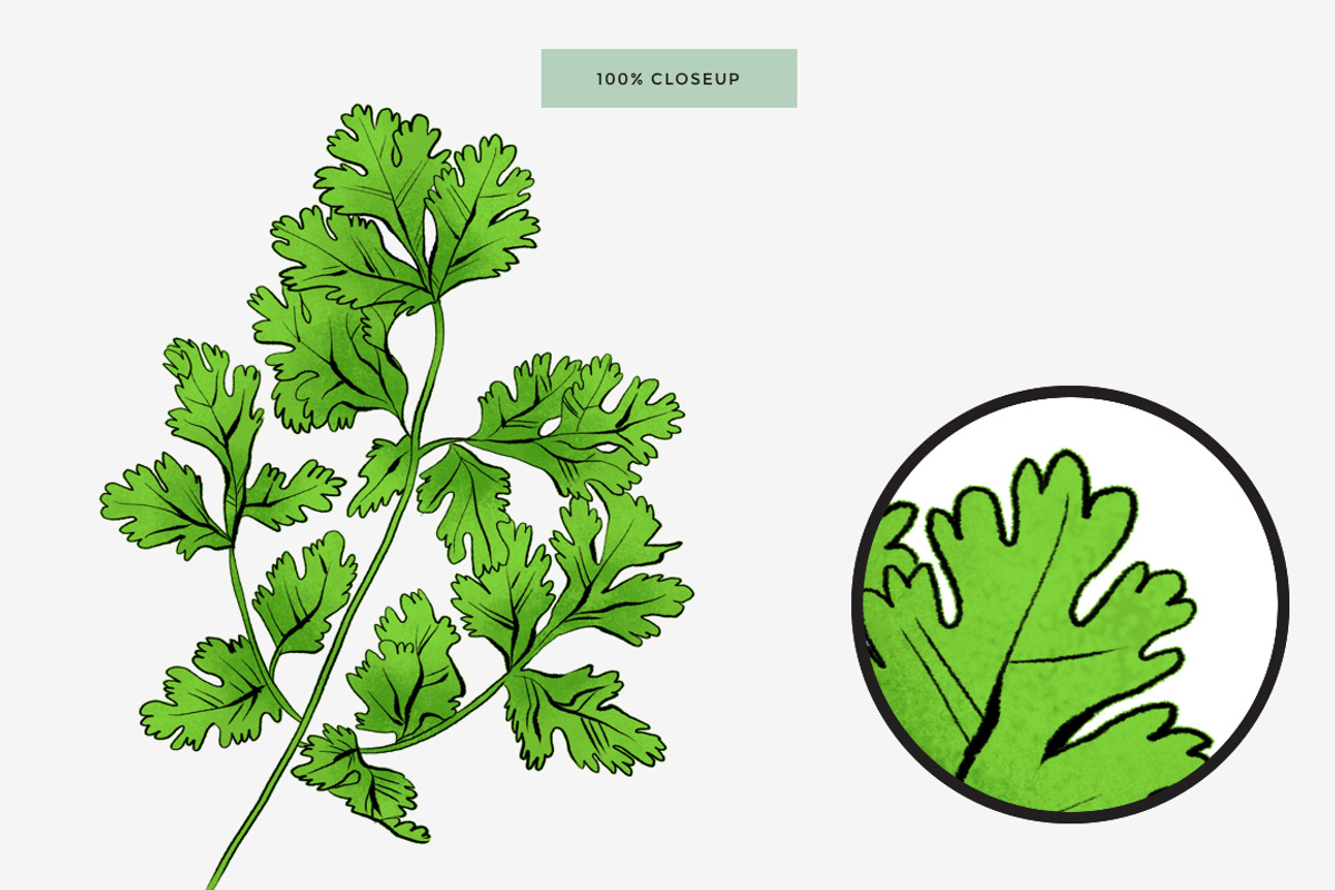 Cilantro Coriander Illustration, an Illustration by Mockup Studio (Photo 3 of 3)