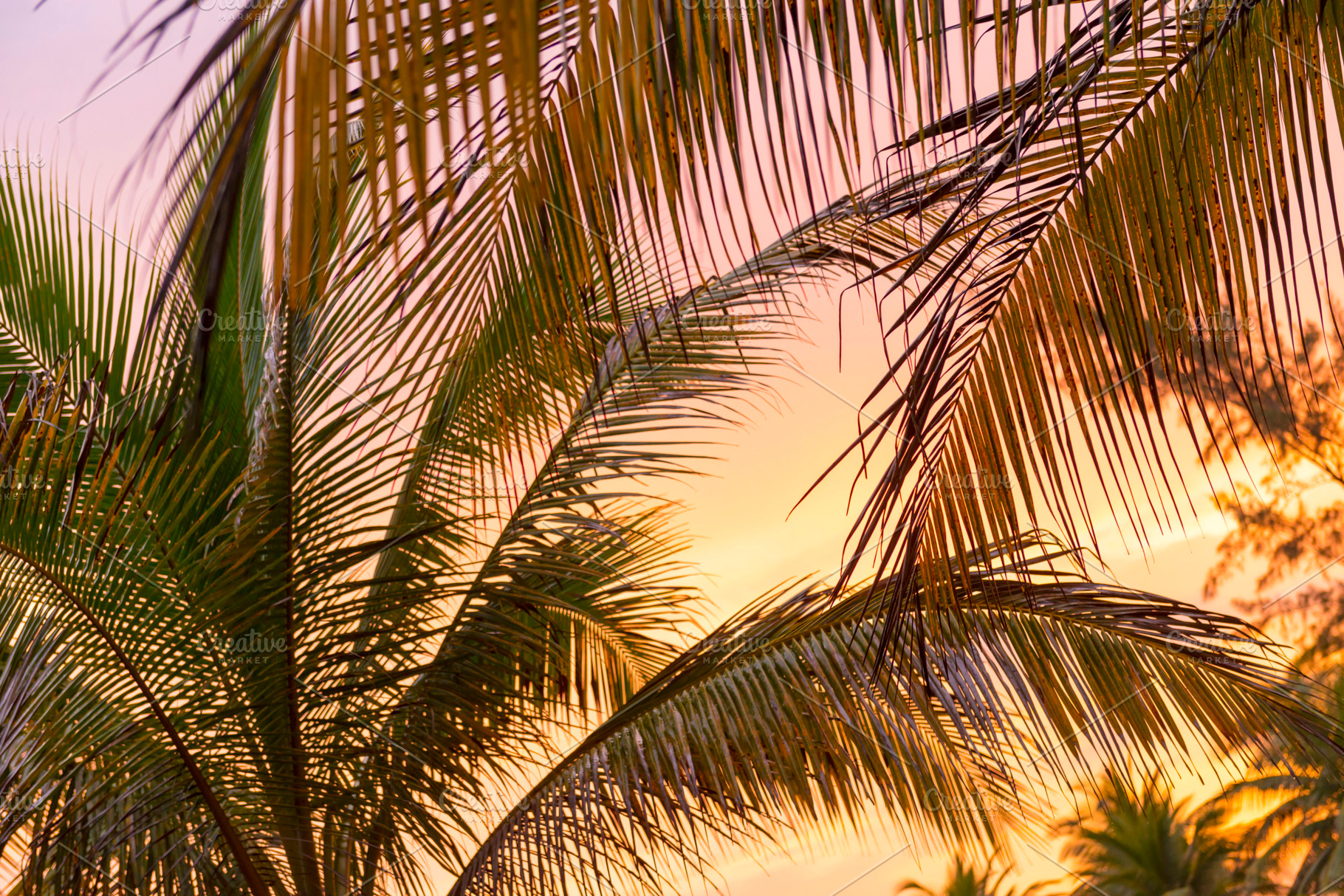 Sunset On Beach Palm Fronds, a Background Photo by THP Creative