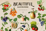 Vintage harvest fruits collection, a Pattern Graphic by Beauty Drops (Thumbnail 3 of 9)