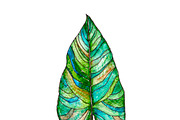 Watercolor palm leaves clipart, an Illustration by Watercolor_Vector Graphic (Thumbnail 12 of 15)