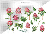 Watercolor protea flower set, an Illustration by Artmanata (Thumbnail 2 of 18)