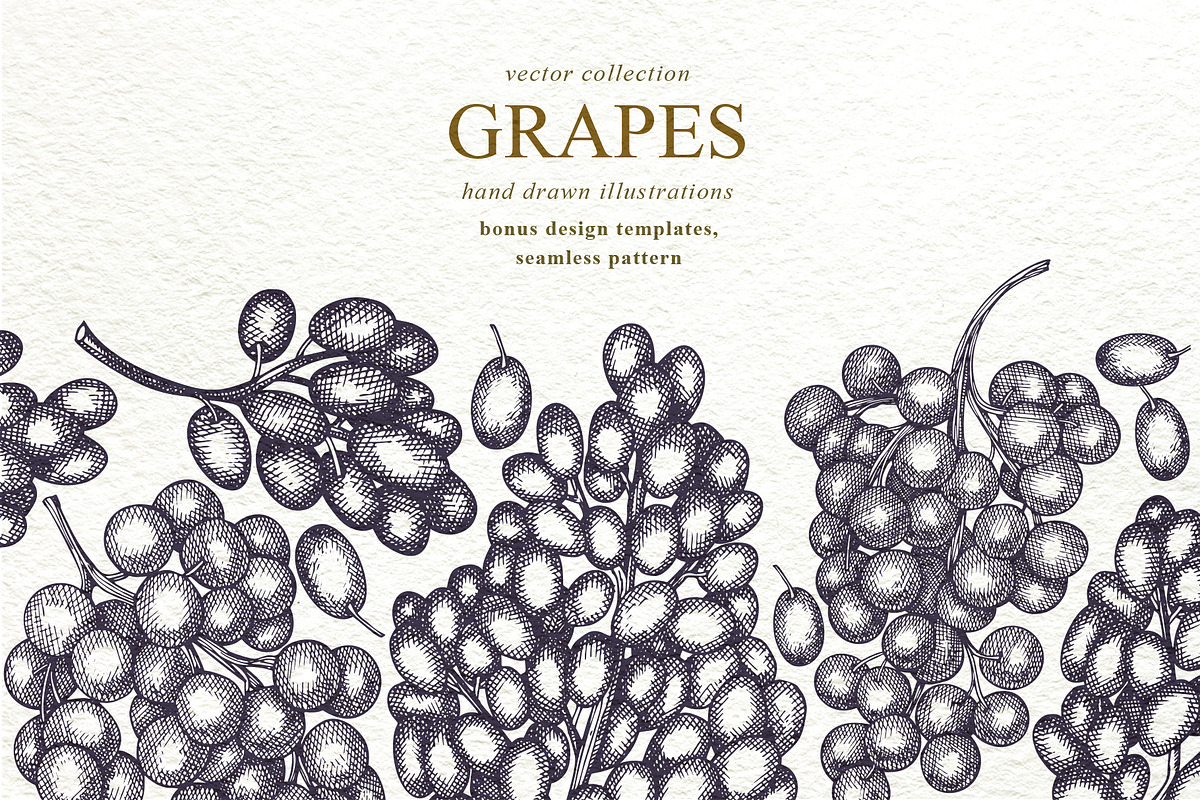Grape Vector Collection, a Decorative Illustration by Lubov Illustrations Shop (Photo 1 of 5)