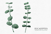 Eucalyptus collection, a Decorative Illustration by Colibri Watercolor (Thumbnail 4 of 5)