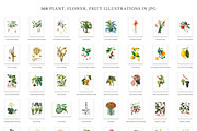 168 Vintage Botanical Illustrations, a Decorative Illustration by Olga Begak Art & Design (Thumbnail 4 of 9)
