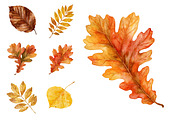 Watercolor Autumn Leaves Clipart, a Decorative Illustration by Nicolle's Colorful Art (Thumbnail 5 of 5)