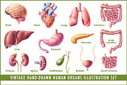 Human Organs Illustration Set, a Healthcare Illustration by Anna Repp Illustration (Thumbnail 1 of 14)