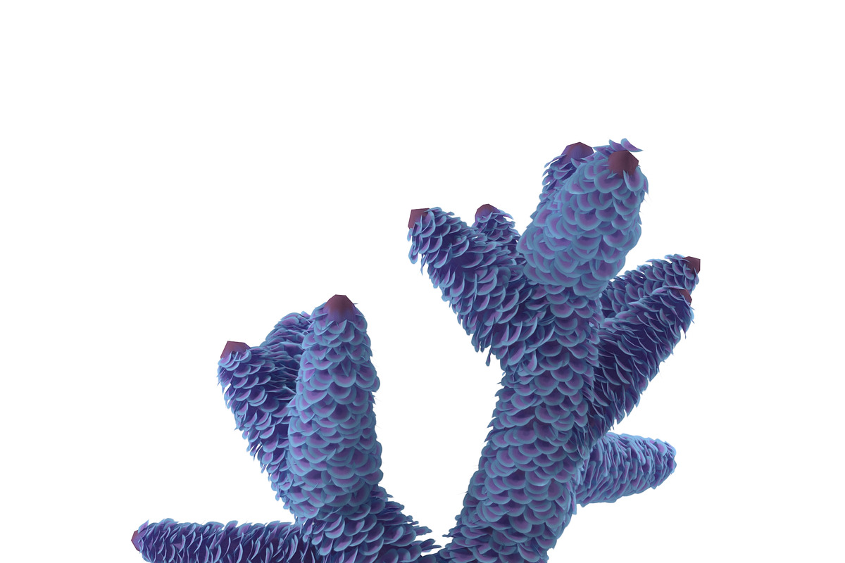 Seaweed, an Environmental 3D Model by AndrewWhite (Photo 8 of 9)