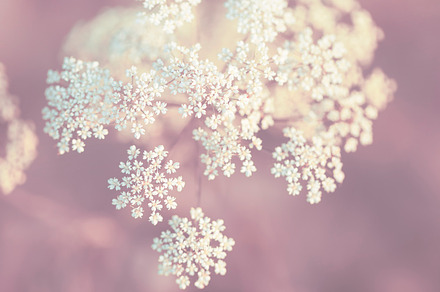 vintage photo of many white flowers with warm colors and soft atmosphere