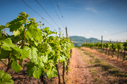 Grapes in Vineyard preview 6