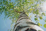 98 Trees view from below, a Nature Photo by Handmadefont (Thumbnail 25 of 98)